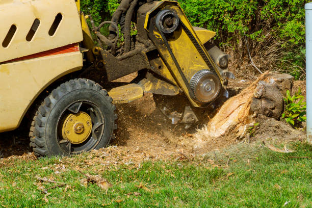 Reliable Westbrook, ME Tree Care Services Solutions